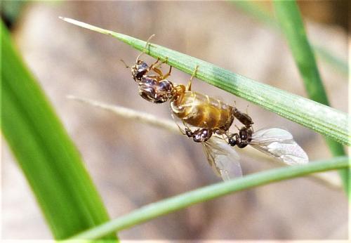 Lasius flavus